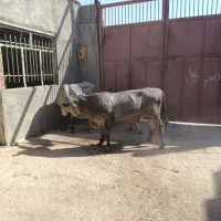 گاوداری