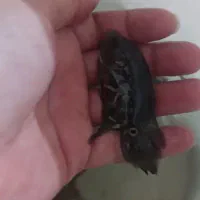 بچه اسکار..