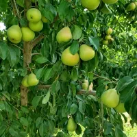 نیاز مندکارگر داعمی برای باغ
