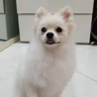 سگ پامر
