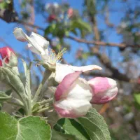سیم کارت دایمی