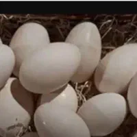تخم قوغاز