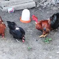 مرغ و خروس گردن گلابی