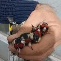 سهره رسمی وکرمانی نربخون