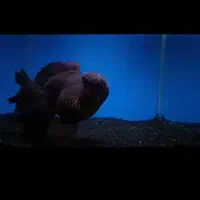 گلدفیش گرید بالا