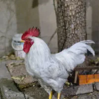 مرغ برهما