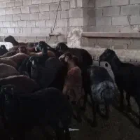 بره ماده جنس پای قوچ