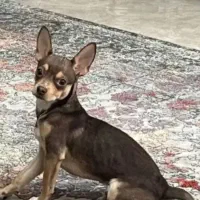 واگذاری سگ شی واوا