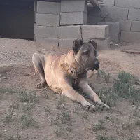 واگزاری سگ سرابی اصیل نگهبان
