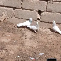 طوقی|پرنده|شاهرود, |دیوار