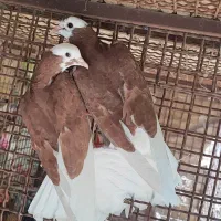 کبوتر پرشی