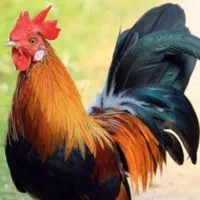 خروس محلی