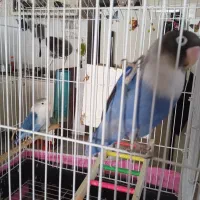 یک جفت کوتوله آبی کربنی