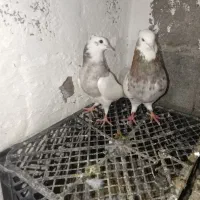 طوقی|پرنده|گله دار, |دیوار