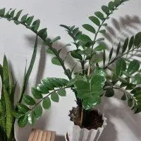 گل خانه|گل و گیاه طبیعی|مرودشت, شهرک مهدیه|دیوار