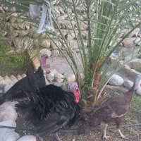 سه عدد بوقلمو ب فروش میرسد