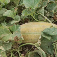 خربزه|خوردنی و آشامیدنی|شال, |دیوار
