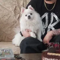 سگ پامر اصلاح نژاد سفید خالص