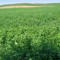 یونجه|لوازم جانبی حیوانات|ایجرود, |دیوار