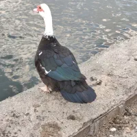 جوجه دورگ قوغازیک هفته ای اردک اسراییلی نر و ماده