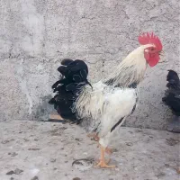 خروس