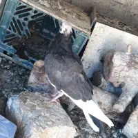 کبوتر جوجه ابلغ