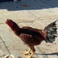 سیزده عددمرغ وخروس لاری وپنج عددمحلی همگی تخم گذار