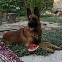 سگ مالینویز