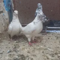 کبوتر پرشی