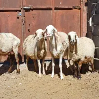 سلام ۴راس میش تخمی