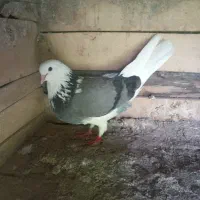پرنده|پرنده|کوثر, |دیوار