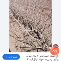 فروش باغ پسته