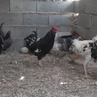 مرغ خروس دورگه محلی و گلین اصل