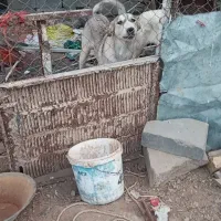 هشت ماهه