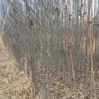 نهال‌درخت‌صنوبر‌سبز‌و‌سفید