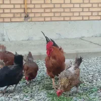 مرغ و خروس محلی
