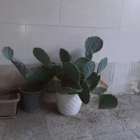 کاکتوس