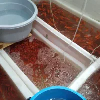 مرکز پخش ماهی قرمز و گلدفیش