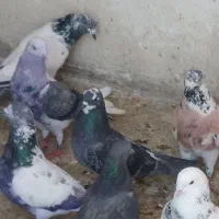 کفتر کبکی