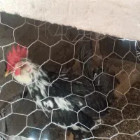 خروس گلین