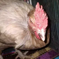 خروس ۱۷۰۰