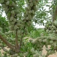 بادام|خوردنی و آشامیدنی|کرمانشاه, |دیوار
