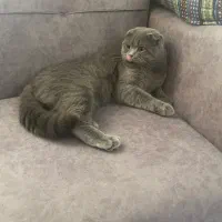 گربه نژاداسکاتیش
