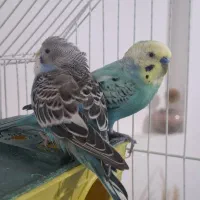 دو تا مرغ عشق سرحال با قفس و وسایل