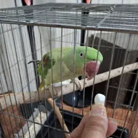 شاه طوطی