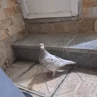 سارموشی کفتر مشتی ذات دار