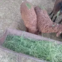بره نر و ماده مفت مفت