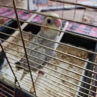 جوجه عروس هلندی