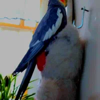 سلام دو عدد عروس هلندی