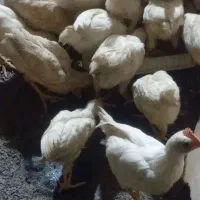 مرغ وخروس